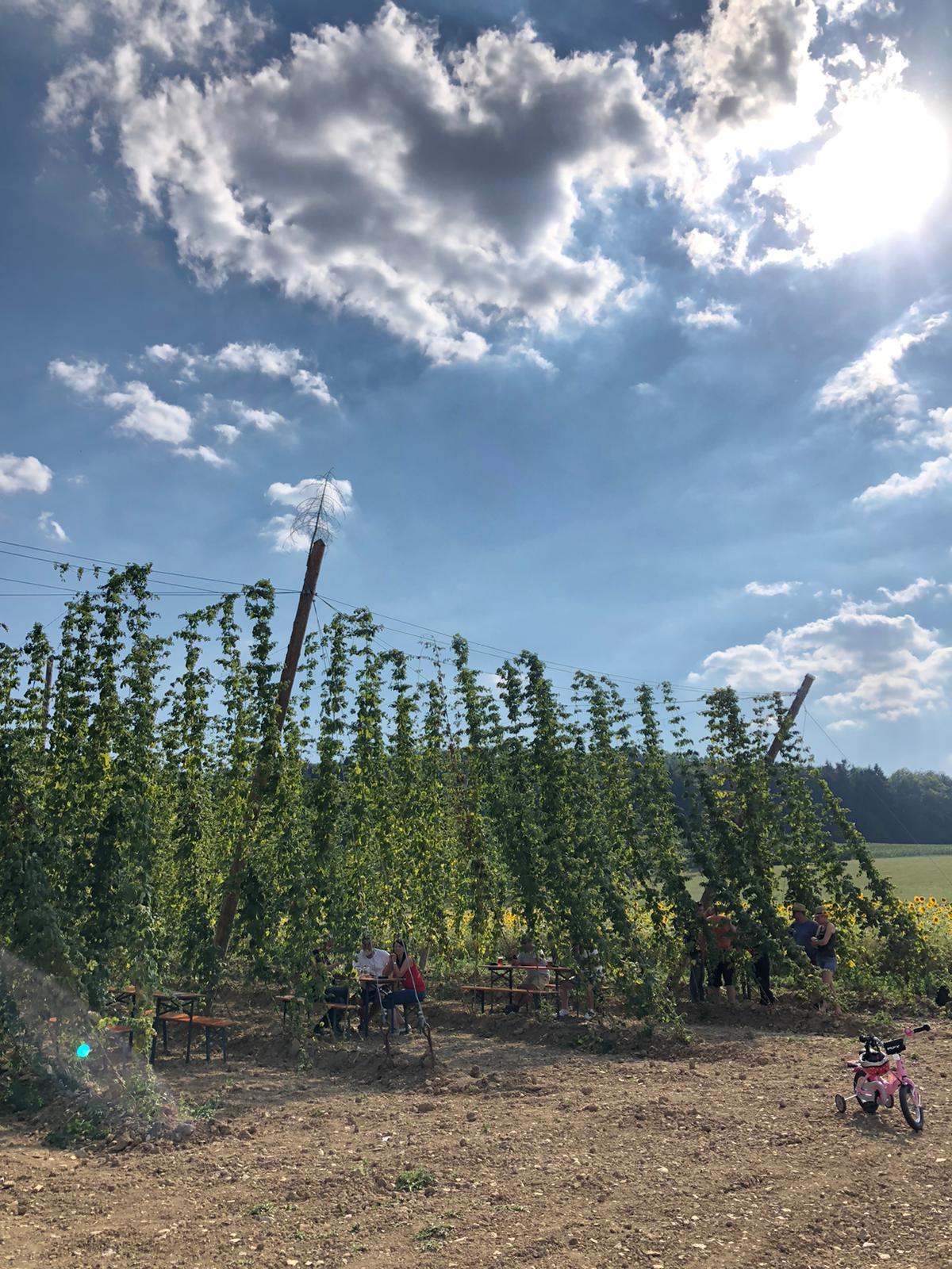 Sonntagsausflug ins Hopfenfeld